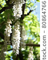 White wisteria flowers exposed to sunlight 80864766