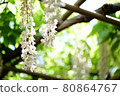 White wisteria flowers blooming in early summer 80864767