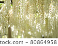 White wisteria flowers in full bloom 80864958