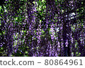 Purple wisteria flowers blooming under the sunlight through the trees 80864961