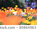 Spring poppies that bloom brightly toward the sun 80864963