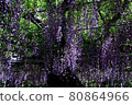 Purple wisteria flowers blooming under the sunlight through the trees 80864966
