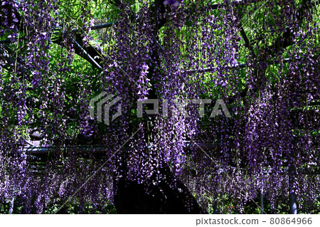 Purple wisteria flowers blooming under the sunlight through the trees Purple wisteria flowers blooming under the sunlight through the trees 80864966