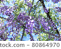 A hanging purple wisteria taken from directly below 80864970