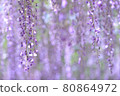 Purple wisteria flower 80864972