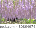 Purple wisteria flowers in full bloom 80864974