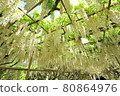 White wisteria flowers in full bloom 80864976