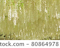White wisteria flowers in full bloom 80864978