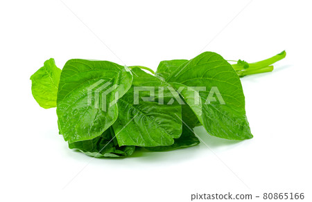Green spinach leaf or Amaranthus viridis  in Thailand  isolated on white background ,Green leaves pattern 80865166