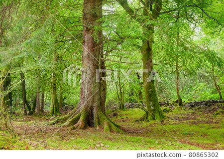 Scenic forest in Scotland UK Scenic forest in Scotland UK 80865302