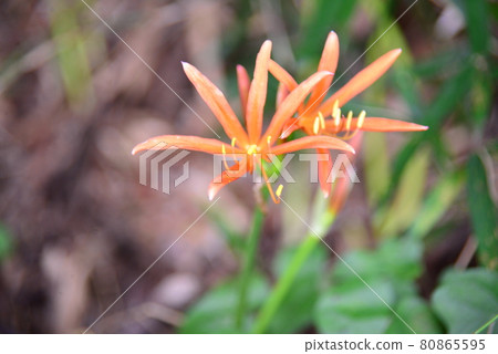 Orange flower fox razor Orange flower fox razor 80865595