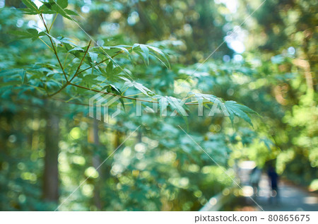 哈納因峽谷 80865675