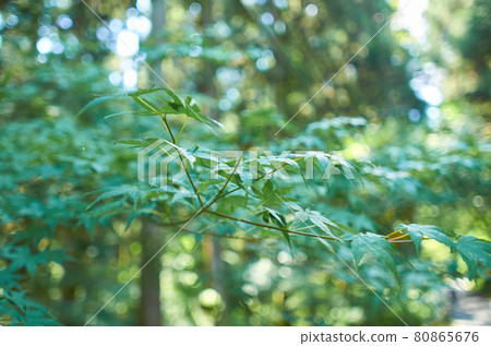 哈納因峽谷 80865676