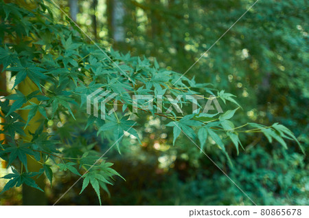 哈納因峽谷 80865678