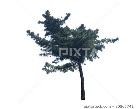 Tree, Nukki, Tree isolated on white background Tree, Nukki, Tree isolated on white background 80865741