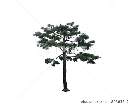 Tree, Nukki, Tree isolated on white background Tree, Nukki, Tree isolated on white background 80865742