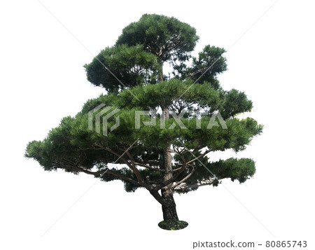 樹,樹,樹隔離在白色背景 樹,樹,樹隔離在白色背景 80865743