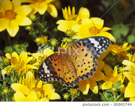 Indian fritillary butterfly female sucking nectar of yellow flowers Indian fritillary butterfly female sucking nectar of yellow flowers 80865744