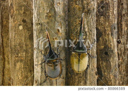 Hercules giant monkey 80866389