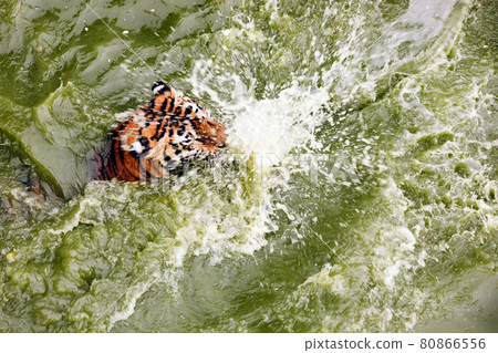 Amur tiger swimming in the pool. Portrait of a swimming Siberian Tiger in the safari park. Amur tiger swimming in the pool. Portrait of a swimming Siberian Tiger in the safari park. 80866556