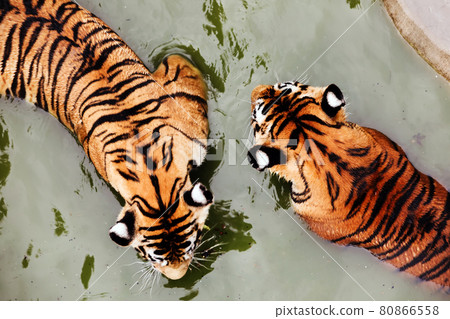 Amur tigers swimming in the pool. Portrait of a playing Amur tigers, also known as the Siberian tigers, in the safari park. Amur tigers swimming in the pool. Portrait of a playing Amur tigers, also known as the Siberian tigers, in the safari park. 80866558