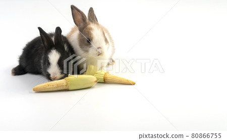 Lovely two baby bunny white, brown and black rabbits eating fresh baby corns while sitting together 80866755