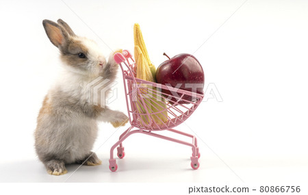 Adorable young bunny pushing the shopping cart with fresh apple and baby corn over isolated white Adorable young bunny pushing the shopping cart with fresh apple and baby corn over isolated white 80866756