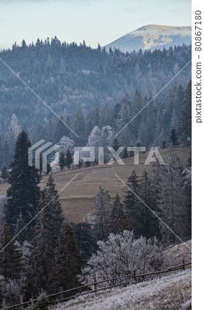 Winter coming. Picturesque foggy and moody morning scene in late autumn mountain countryside with hoarfrost on grasses, trees, slopes. Ukraine, Carpathian Mountains. 80867180
