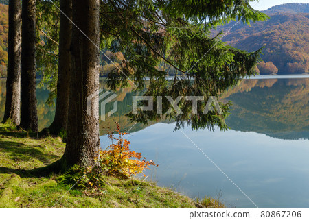 Forest meadow on shore of picturesque lake. Vilshany water reservoir on the Tereblya river, Transcarpathia, Ukraine. Beautiful autumn day in Carpathian Mountains. Forest meadow on shore of picturesque lake. Vilshany water reservoir on the Tereblya river, Transcarpathia, Ukraine. Beautiful autumn day in Carpathian Mountains. 80867206