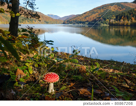Amanita mushroom on forest meadow on shore of picturesque lake. Vilshany water reservoir on the Tereblya river, Transcarpathia, Ukraine. Beautiful autumn day in Carpathian Mountains. Amanita mushroom on forest meadow on shore of picturesque lake. Vilshany water reservoir on the Tereblya river, Transcarpathia, Ukraine. Beautiful autumn day in Carpathian Mountains. 80867208