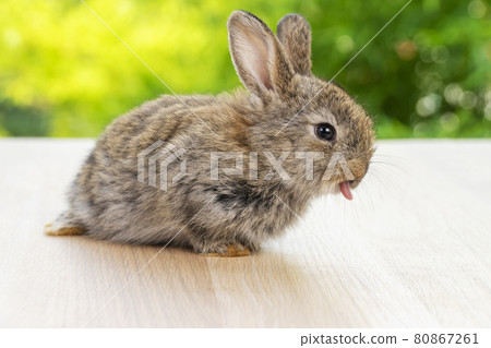 Lovely baby gray rabbit bunny looking at something while sitting alone on the wooden over blurred Lovely baby gray rabbit bunny looking at something while sitting alone on the wooden over blurred 80867261