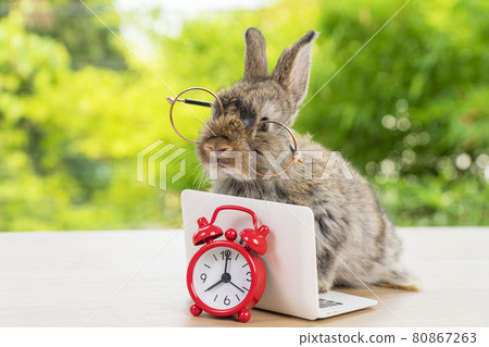 Easter holiday animal, technology e-learning concept. Baby bunny brown and grey with small laptop Easter holiday animal, technology e-learning concept. Baby bunny brown and grey with small laptop 80867263