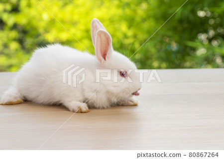 Adorable newborn tiny bunny white rabbit sitting on the wood while looking at something over bokeh Adorable newborn tiny bunny white rabbit sitting on the wood while looking at something over bokeh 80867264