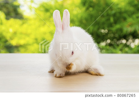 Adorable newborn tiny bunny white rabbit sitting on the wood while looking at something over bokeh Adorable newborn tiny bunny white rabbit sitting on the wood while looking at something over bokeh 80867265