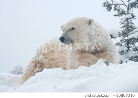 Polar bear lying on the snow 80867310