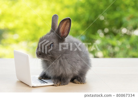 Newborn tiny grey bunny with small laptop sitting on the wood. Lovely baby rabbit looking notebook 80867334