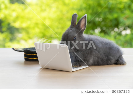 Newborn tiny bunny grey rabbit with graduation cap looking at small laptop while sitting on the wood 80867335