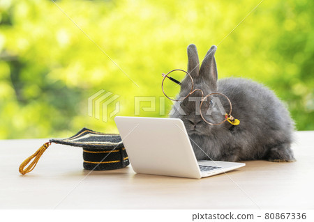 Newborn tiny bunny brown rabbit wearing eye glasses graduation cap looking at small laptop  80867336
