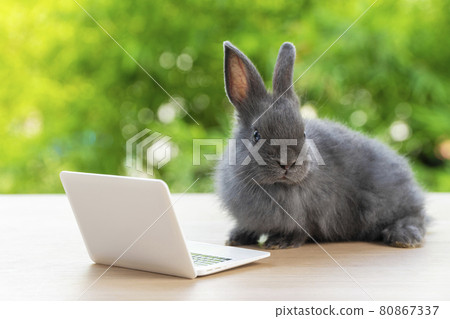 Newborn tiny grey bunny with small laptop sitting on the wood. Lovely baby rabbit looking notebook 80867337
