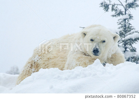 北極熊在雪地裡看著你 80867352
