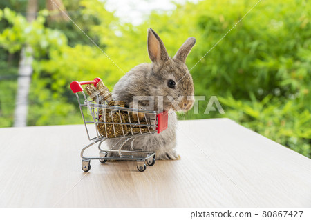 Adorable baby rabbit brown eating cookie carrot in red shopping basket cart while standing Adorable baby rabbit brown eating cookie carrot in red shopping basket cart while standing 80867427