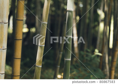 Summer sunbeams and bamboo grove Summer sunbeams and bamboo grove 80867583