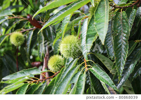 板栗栗子秋味 80868039