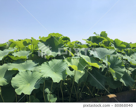 蓮藕葉蓮藕田蓮藕田 80868040