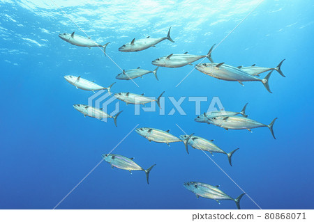 Isomagro群 80868071