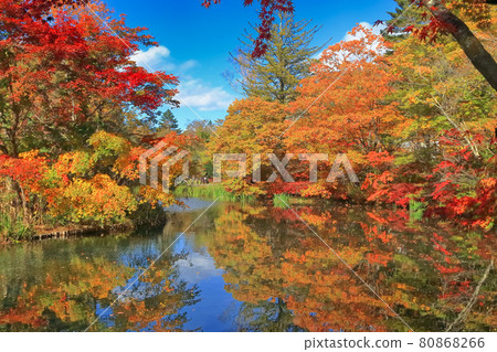 Autumn leaves of the cloud pool pond 80868266