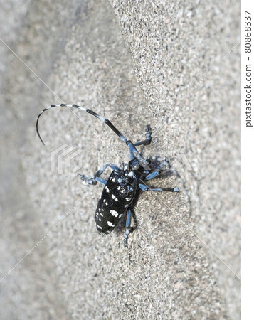 Affiliation 80868337