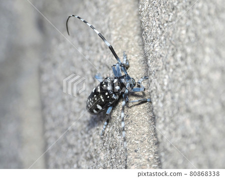 Affiliation 80868338