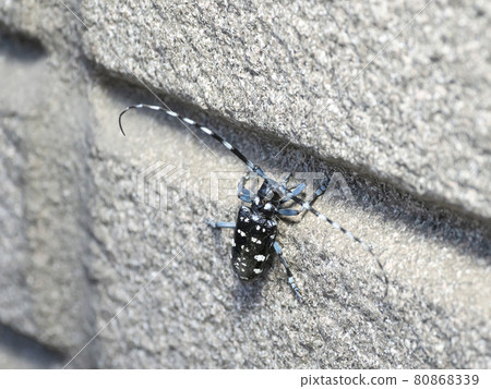 Affiliation 80868339