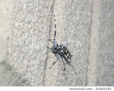 Affiliation 80868340